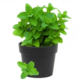 Spearmint Live Plant - Fresh Mint Herb in 4 Inch Pot - Indoor/Outdoor - Image 1