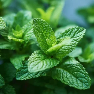 Spearmint Seeds - 200 Heirloom Herb Seeds, Culinary & Medicinal, Attracts Pollinators - Image 2