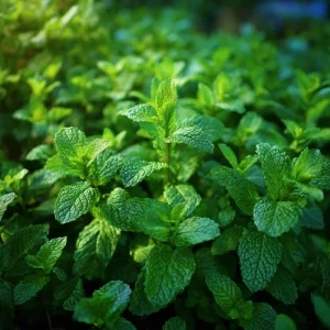 Spearmint Seeds - 200 Heirloom Herb Seeds, Culinary & Medicinal, Attracts Pollinators - Image 5