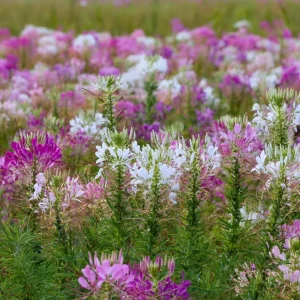 Spider Flower Seeds - Cleome hassleriana Mix - 100 Pollinator-Friendly Seeds - Image 2