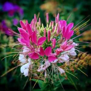 Spider Flower Seeds - Cleome hassleriana Mix - 100 Pollinator-Friendly Seeds - Image 3