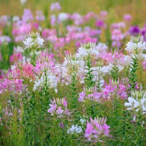 Spider Flower Seeds - Cleome hassleriana Mix - 100 Pollinator-Friendly Seeds - Image 4