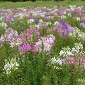 Spider Flower Seeds - Cleome hassleriana Mix - 100 Pollinator-Friendly Seeds - Image 5