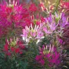Spider Flower Seeds - Cleome hassleriana Mix - 100 Pollinator-Friendly Seeds - Image 1