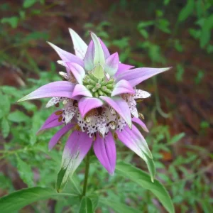 Spotted Bee Balm Seeds - Monarda Punctata Wildflower - 50 Seed Packet - Attracts Pollinators - Image 2