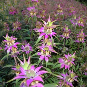 Spotted Bee Balm Seeds - Monarda Punctata Wildflower - 50 Seed Packet - Attracts Pollinators - Image 3