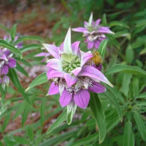 Spotted Bee Balm Seeds - Monarda Punctata Wildflower - 50 Seed Packet - Attracts Pollinators - Image 1