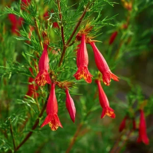 Standing Cypress Seeds - Ipomopsis rubra 200 Seeds - Fiery Red Wildflower for Hummingbirds - Image 3