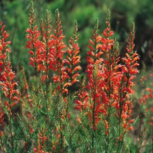 Standing Cypress Seeds - Ipomopsis rubra 200 Seeds - Fiery Red Wildflower for Hummingbirds - Image 4