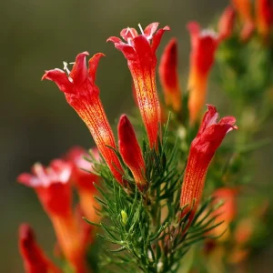 Standing Cypress Seeds - Ipomopsis rubra 200 Seeds - Fiery Red Wildflower for Hummingbirds - Image 1