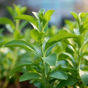 Stevia Sugar Leaf Seeds - 50 Count Heirloom Natural Sweetener Plant for Indoor/Outdoor Growing - Image 3