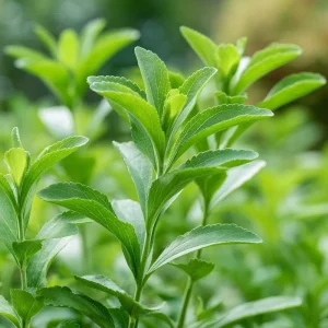 Stevia Sugar Leaf Seeds - 50 Count Heirloom Natural Sweetener Plant for Indoor/Outdoor Growing - Image 4