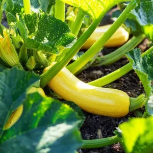 Straightneck Summer Squash Seeds - Heirloom 'Prolific Straightneck' (Cucurbita Pepo) - 50 Seeds - Image 4