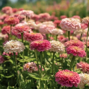 Strawberries & Cream Zinnia Seeds - 100 Bi-Color Blooms, Easy-Grow Annual - Image 2