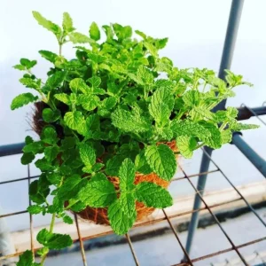 Strawberry Mint Live Plant - 4 inch Pot - Fragrant Herb for Indoor Outdoor Culinary Use - Image 2