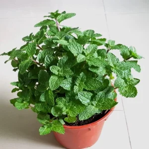 Strawberry Mint Live Plant - 4 inch Pot - Fragrant Herb for Indoor Outdoor Culinary Use - Image 3