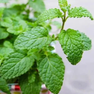 Strawberry Mint Live Plant - 4 inch Pot - Fragrant Herb for Indoor Outdoor Culinary Use - Image 4