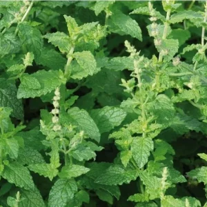 Strawberry Mint Live Plant - 4 inch Pot - Fragrant Herb for Indoor Outdoor Culinary Use - Image 5