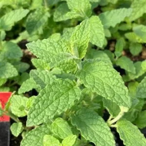 Strawberry Mint Live Plant - 4 inch Pot - Fragrant Herb for Indoor Outdoor Culinary Use - Image 6