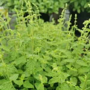 Strawberry Mint Live Plant - 4 inch Pot - Fragrant Herb for Indoor Outdoor Culinary Use - Image 7
