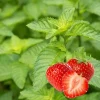 Strawberry Mint Live Plant - 4 inch Pot - Fragrant Herb for Indoor Outdoor Culinary Use - Image 1