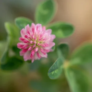 Strawberry Palestine Clover Seeds - 800 Heirloom Trifolium Seeds for Soil & Forage - Image 2