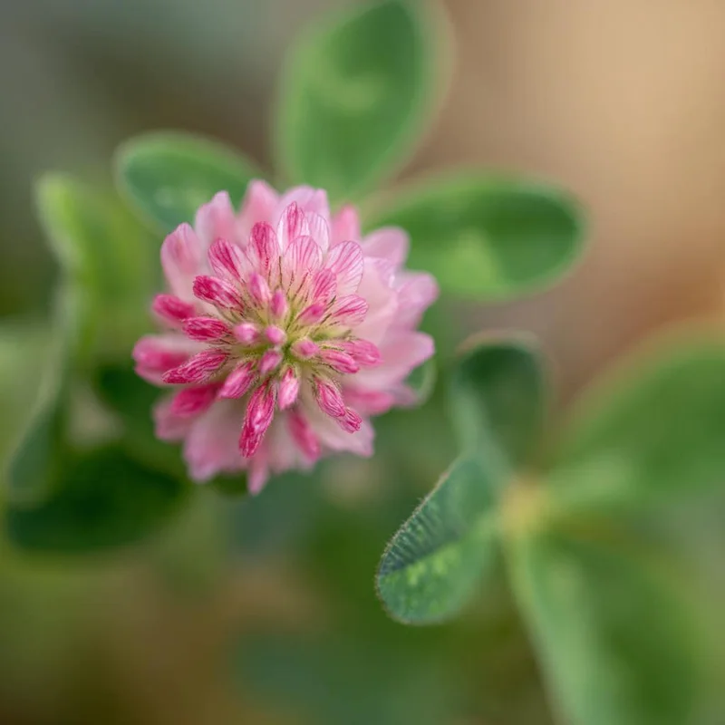Strawberry Palestine Clover Seeds - 800 Heirloom Trifolium Seeds for Soil & Forage - Image 2