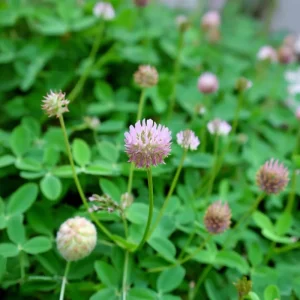 Strawberry Palestine Clover Seeds - 800 Heirloom Trifolium Seeds for Soil & Forage - Image 3