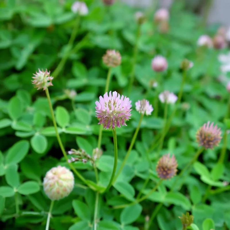 Strawberry Palestine Clover Seeds - 800 Heirloom Trifolium Seeds for Soil & Forage - Image 3