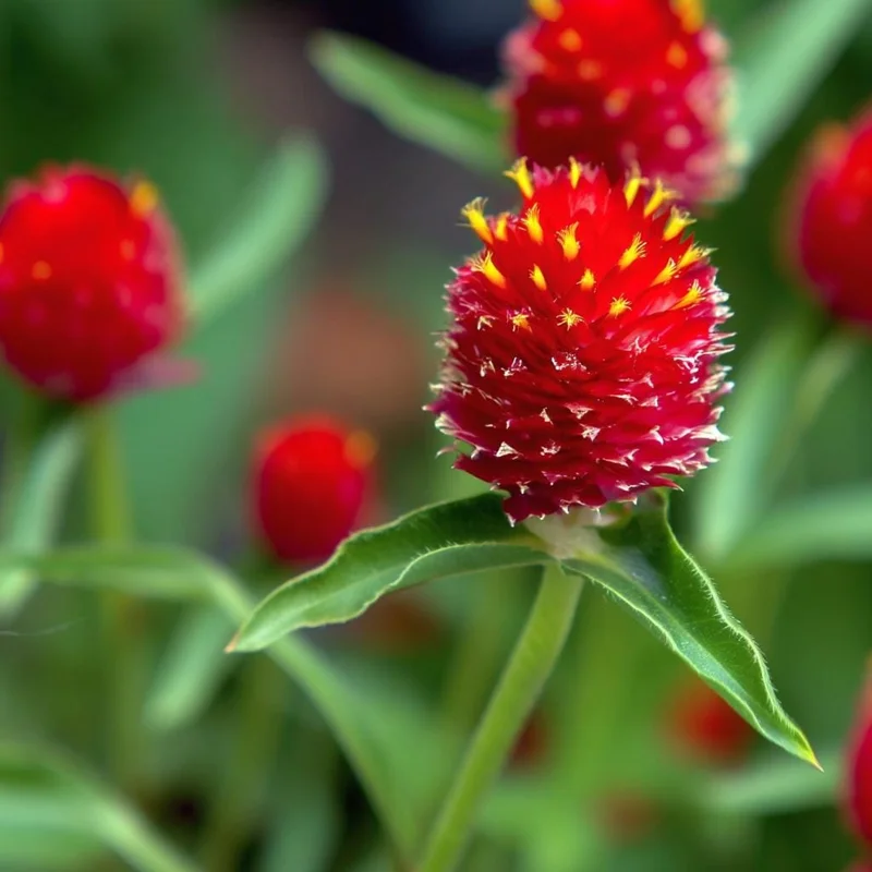 Strawberry Red Gomphrena Seeds - 25 Vibrant Globe Amaranth Flower Seeds - Image 2