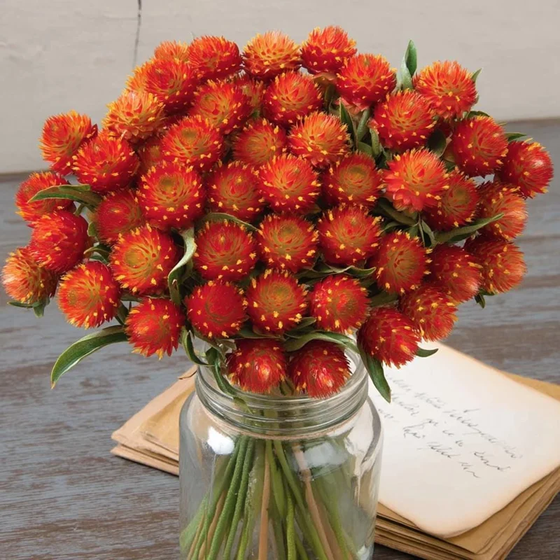 Strawberry Red Gomphrena Seeds - 25 Vibrant Globe Amaranth Flower Seeds - Image 3
