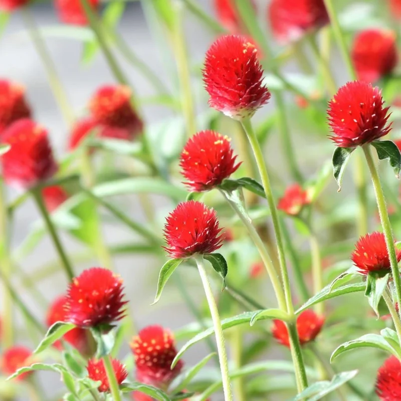 Strawberry Red Gomphrena Seeds - 25 Vibrant Globe Amaranth Flower Seeds - Image 4