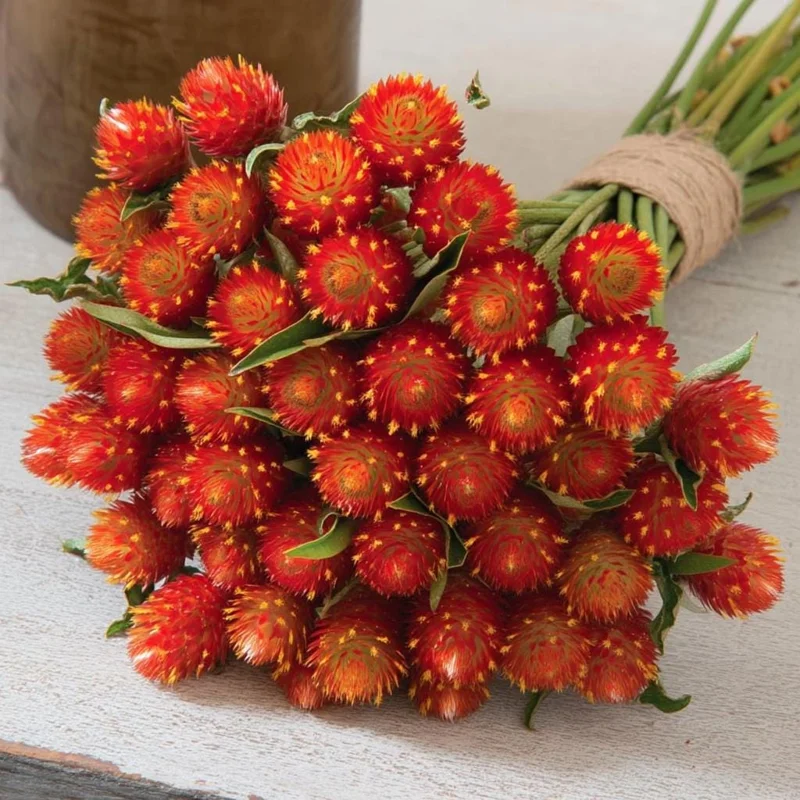 Strawberry Red Gomphrena Seeds - 25 Vibrant Globe Amaranth Flower Seeds - Image 1