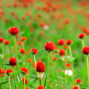 Strawberry Red Gomphrena Seeds - 25 Vibrant Globe Amaranth Flower Seeds - Image 5