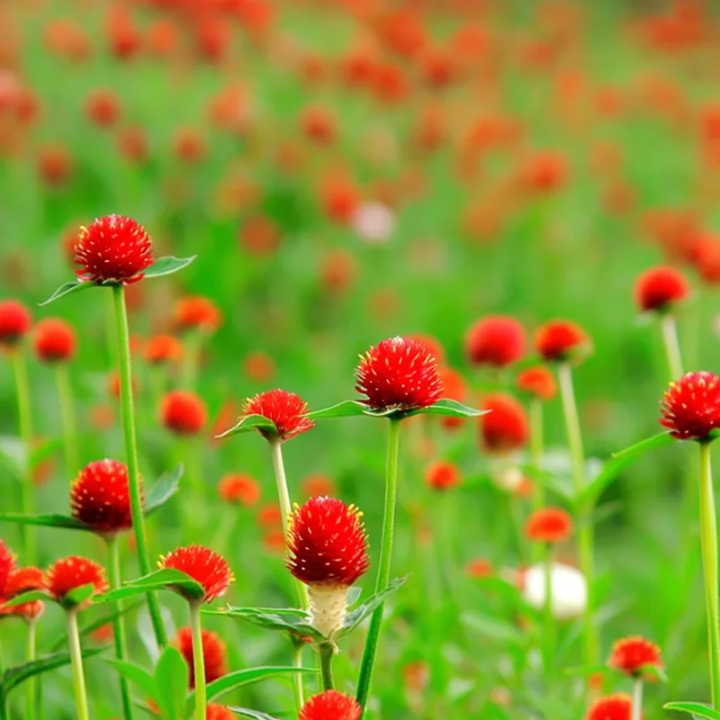 Strawberry Red Gomphrena Seeds - 25 Vibrant Globe Amaranth Flower Seeds - Image 5