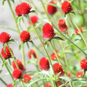 Strawberry Red Gomphrena Seeds - 25 Vibrant Globe Amaranth Flower Seeds - Image 7