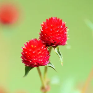 Strawberry Red Gomphrena Seeds - 25 Vibrant Globe Amaranth Flower Seeds - Image 9