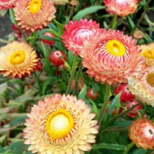 Strawflower Seeds – Peach Petal Dreamscape Mix – 50 Seeds – Apricot & Peach Blooms – Outdoor Annual - Image 3