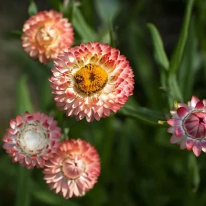 Strawflower Seeds – Peach Petal Dreamscape Mix – 50 Seeds – Apricot & Peach Blooms – Outdoor Annual - Image 4
