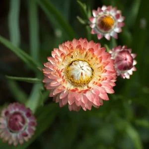 Strawflower Seeds – Peach Petal Dreamscape Mix – 50 Seeds – Apricot & Peach Blooms – Outdoor Annual - Image 5