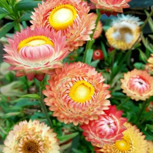 Strawflower Seeds – Peach Petal Dreamscape Mix – 50 Seeds – Apricot & Peach Blooms – Outdoor Annual - Image 6