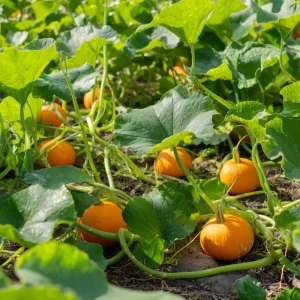 Sugar Pie Pumpkin Seeds - Heirloom Cucurbita pepo - 20 Seeds for Pie Making - Image 2