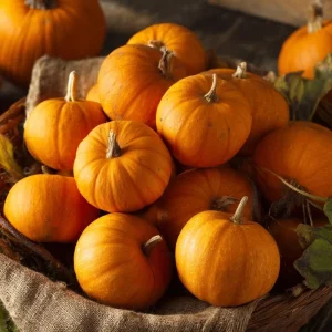 Sugar Pie Pumpkin Seeds - Heirloom Cucurbita pepo - 20 Seeds for Pie Making - Image 3