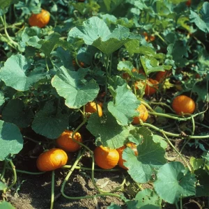 Sugar Pie Pumpkin Seeds - Heirloom Cucurbita pepo - 20 Seeds for Pie Making - Image 4