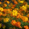 Sulphur Cosmos Seeds Bright Lights Mix - 100 Seeds Orange, Yellow & Red Blooms - Image 1