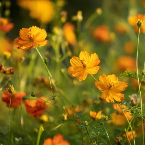 Sulphur Cosmos Seeds Bright Lights Mix - 100 Seeds Orange, Yellow & Red Blooms - Image 2