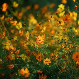 Sulphur Cosmos Seeds Bright Lights Mix - 100 Seeds Orange, Yellow & Red Blooms - Image 4