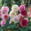Summer Carnival Hollyhock Seeds - 50 Count, Mixed Colors, Tall Cottage Garden - Image 1