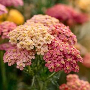 Summer Pastels Yarrow Seeds - 50 Achillea Millefolium Seeds for Garden - Image 3
