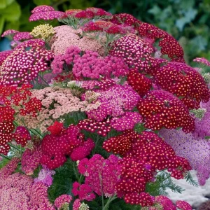 Summer Pastels Yarrow Seeds - 50 Achillea Millefolium Seeds for Garden - Image 4